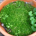 Leptinella dioica 'Minor'